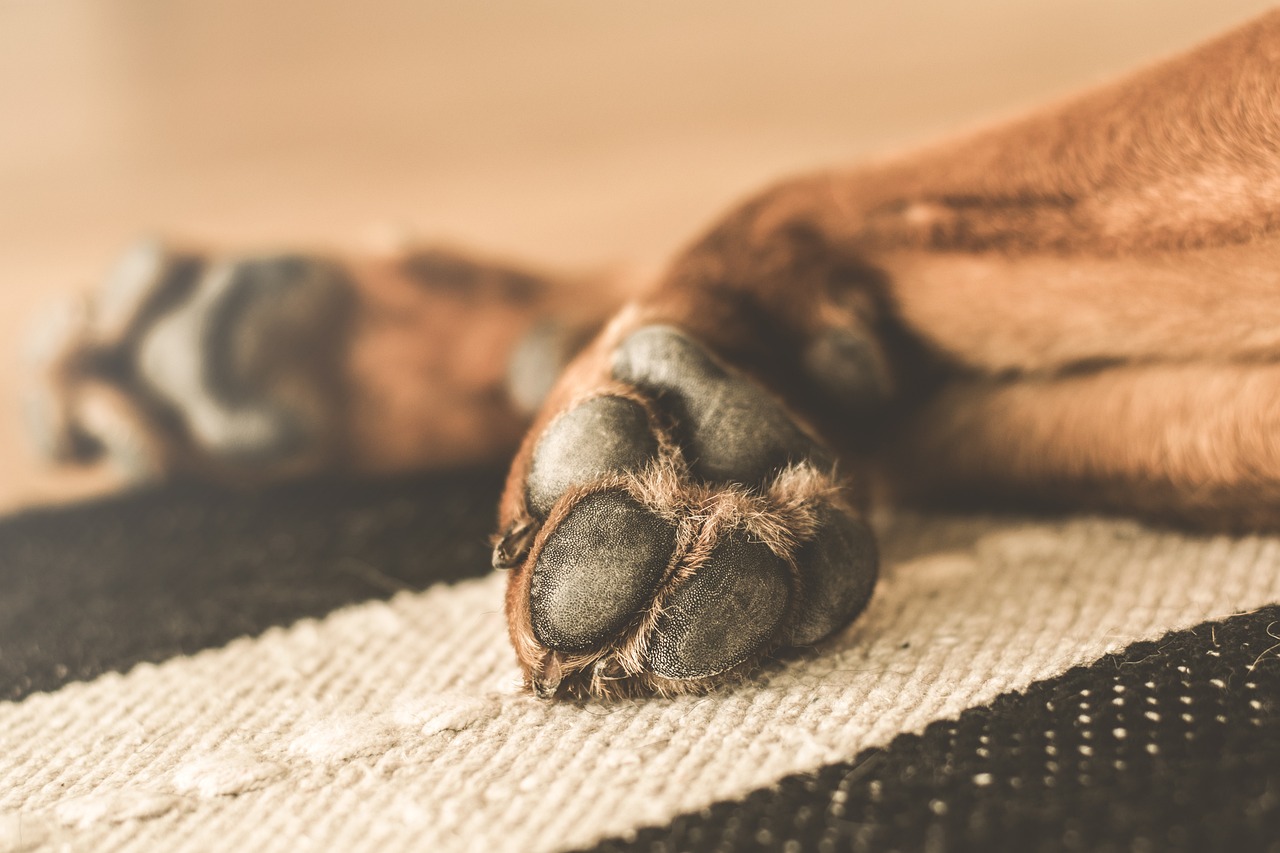 Cachoeiro tem 21 denúncias de maus-tratos a animais em 2026