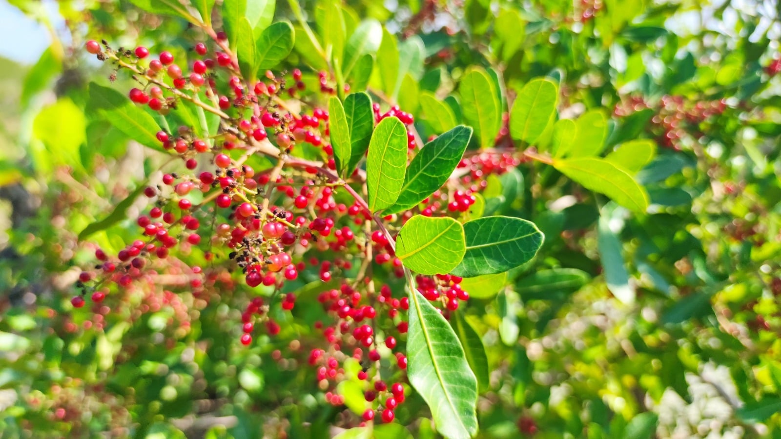 Falta de mão de obra derruba colheita de pimenta em São Mateus
