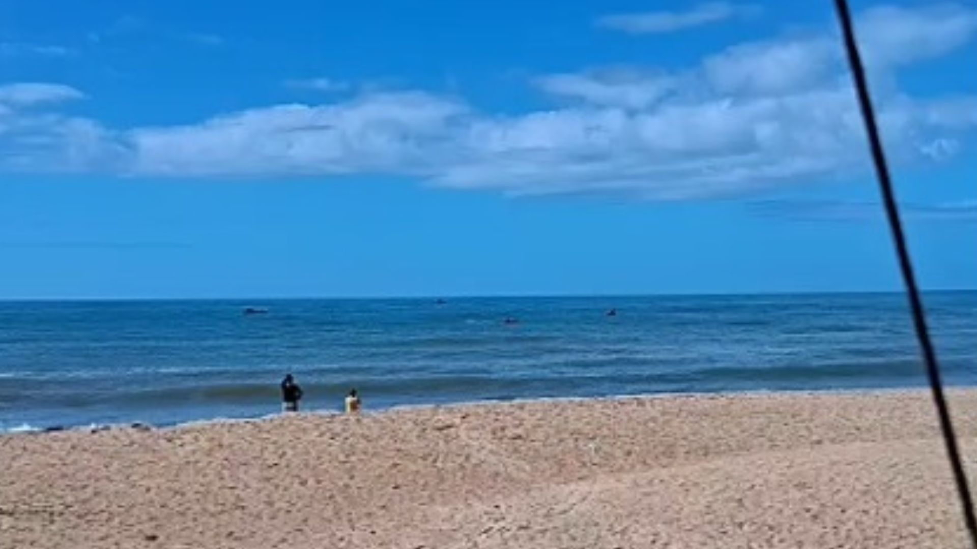 Baleia-franca e filhote são guiados a salvo de rede em Marataízes