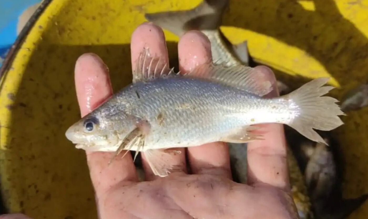 Estudo aponta deformações em 60,5% de peixes no litoral Norte do ES