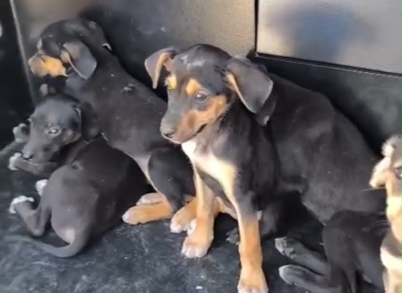 Sete filhotes abandonados são resgatados em rodovia de Cachoeiro