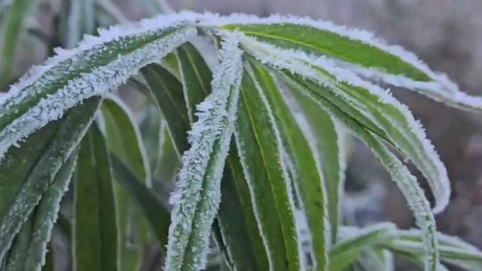 Caparaó registra geada e temperaturas negativas neste fim de semana