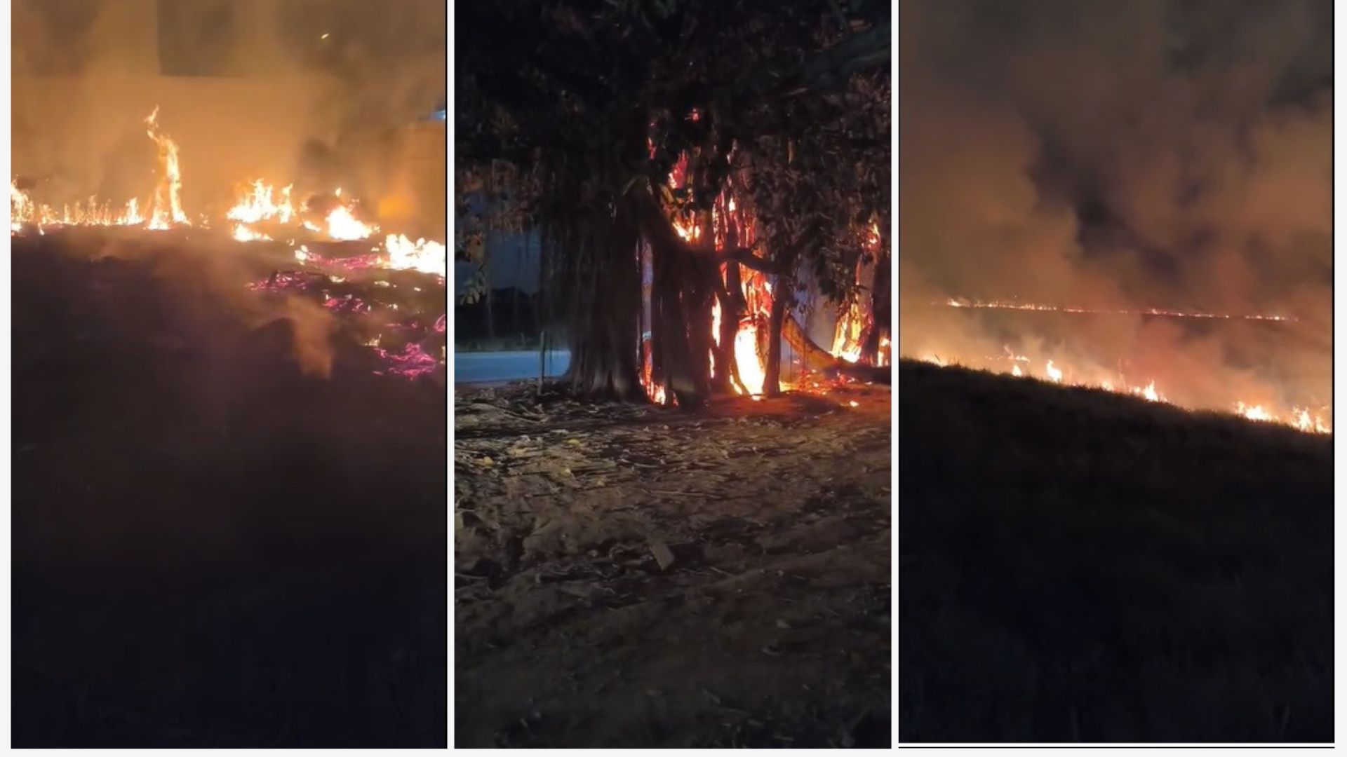Equipes de emergência combatendo foco de incêndio em vegetação.