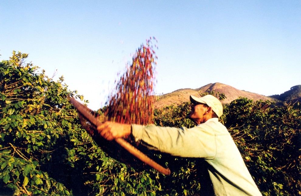 Produção de café em plantação capixaba