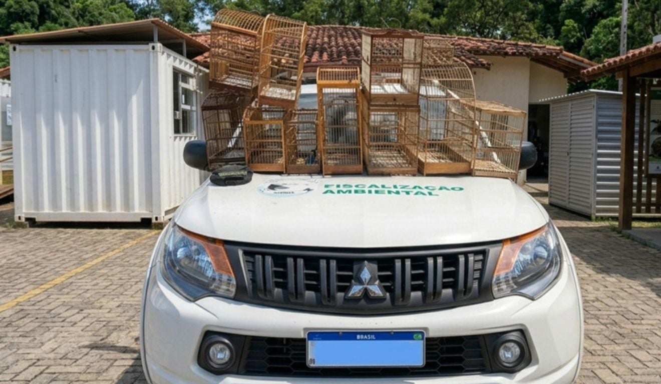 Mais de 50 aves silvestres resgatadas de cativeiro na Serra