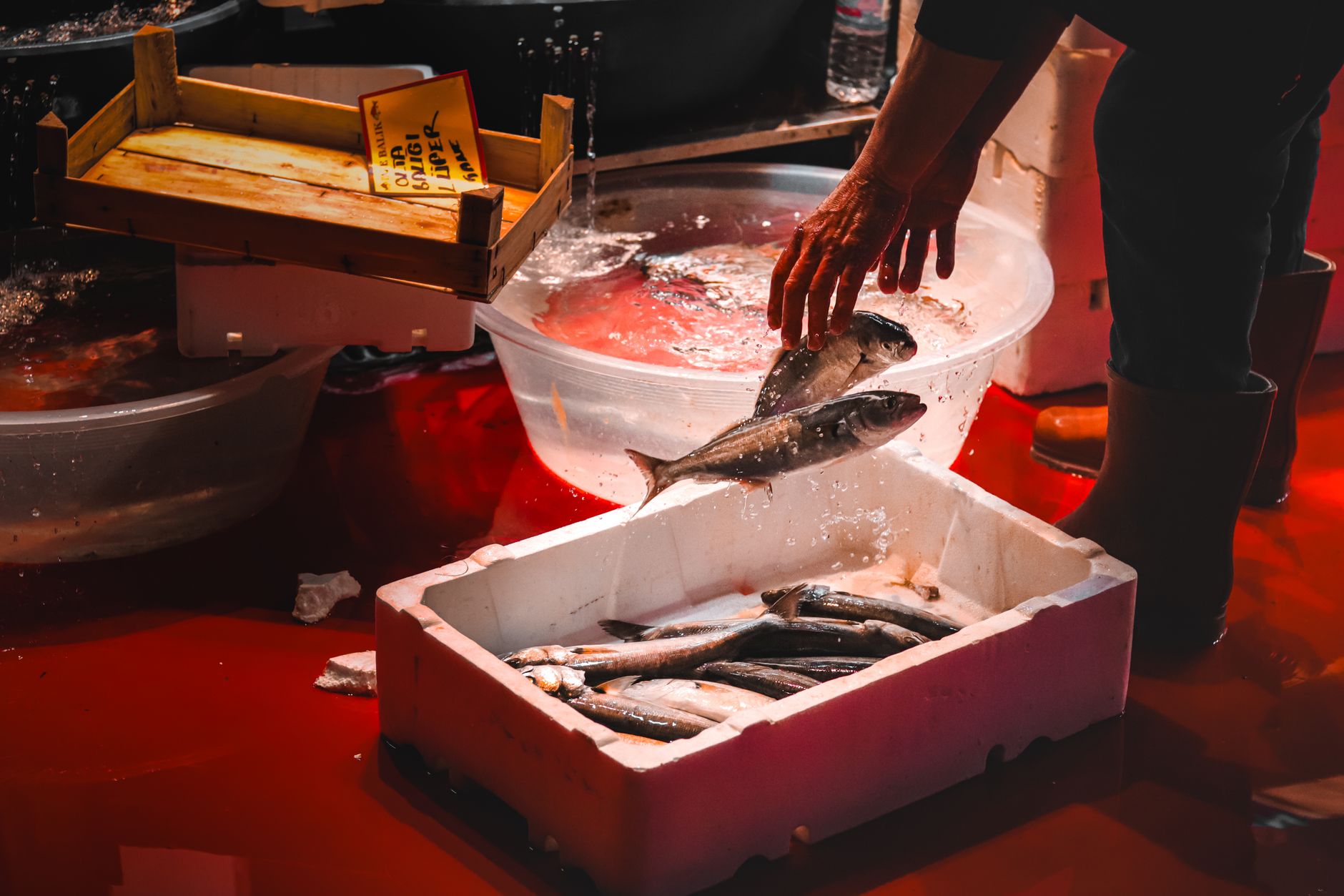 Festival do Pescado promete agitar Jacaraípe neste feriado