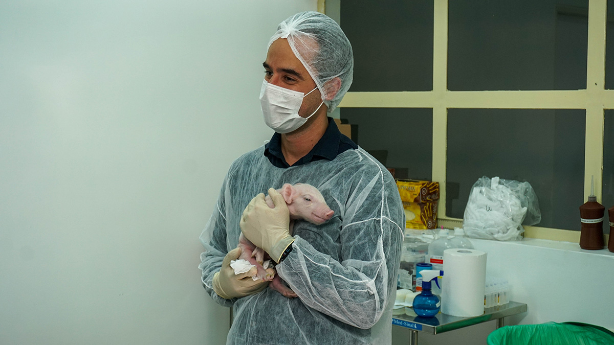 Pesquisa brasileira clona primeiro porco para xenotransplante
