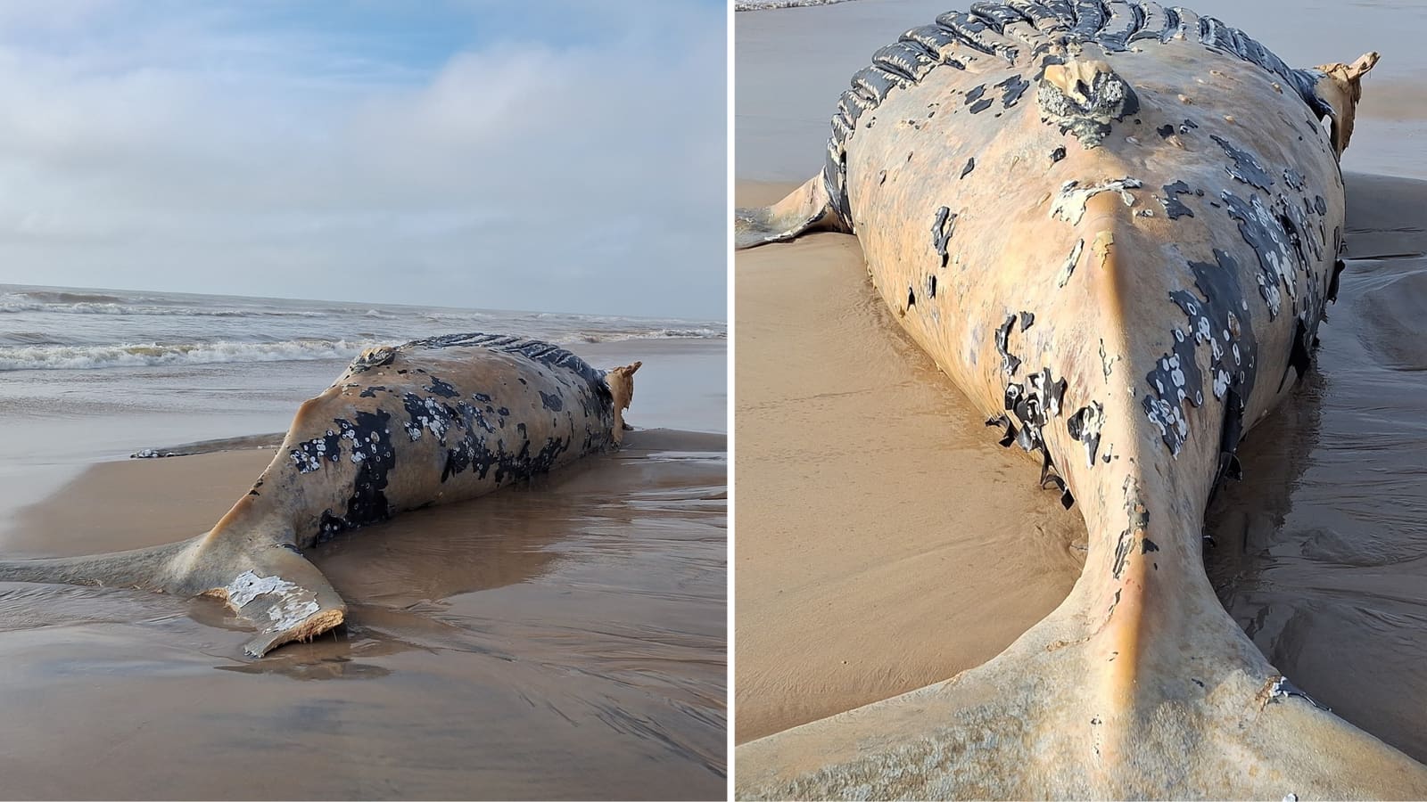Baleia-jubarte morta na areia com lesão visível na nadadeira esquerda